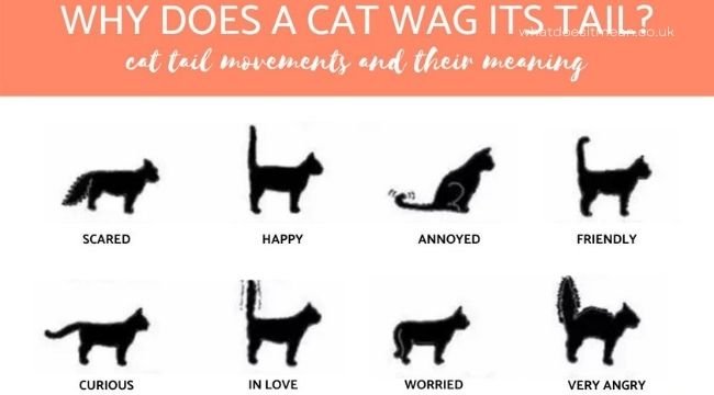 Cats tail language