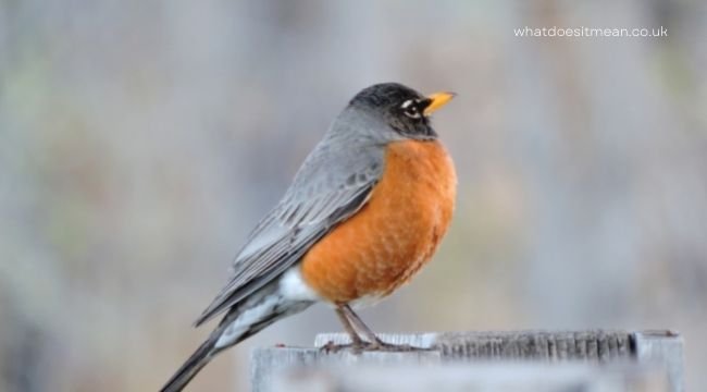 What Does it Mean When You See a Robin