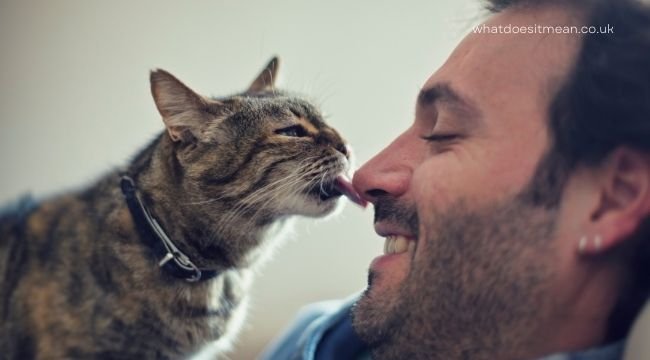 What Does it Mean When a Cat Licks You