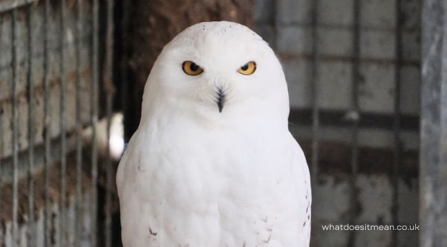 What Does It Mean When You See a White Owl