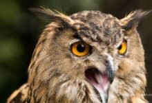 What Does It Mean When an Owl Hoots