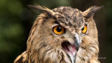 What Does It Mean When an Owl Hoots