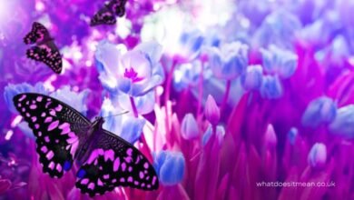 What does a purple butterfly mean