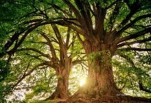 dreaming tree meaning