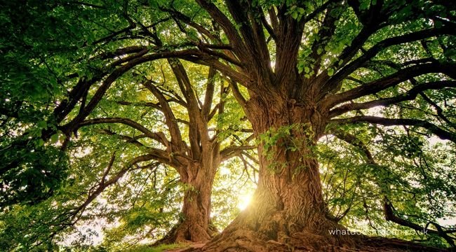 dreaming tree meaning