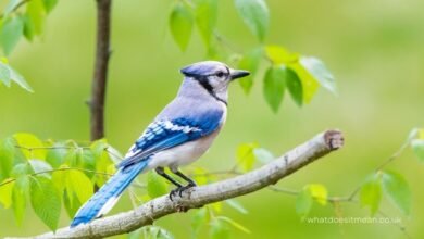 spiritual meaning blue jay