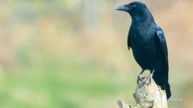 spiritual meaning crow