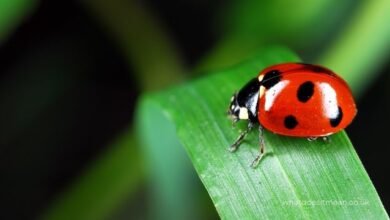 spiritual meaning ladybug