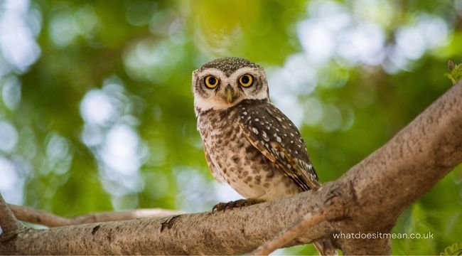 spiritual owl meaning